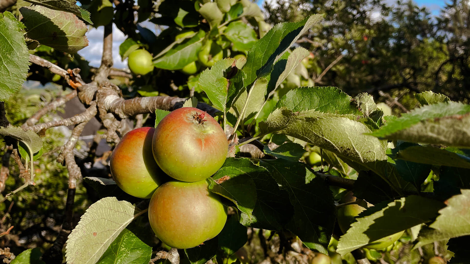 Apples ripening early on the branch in warm August sunshine.