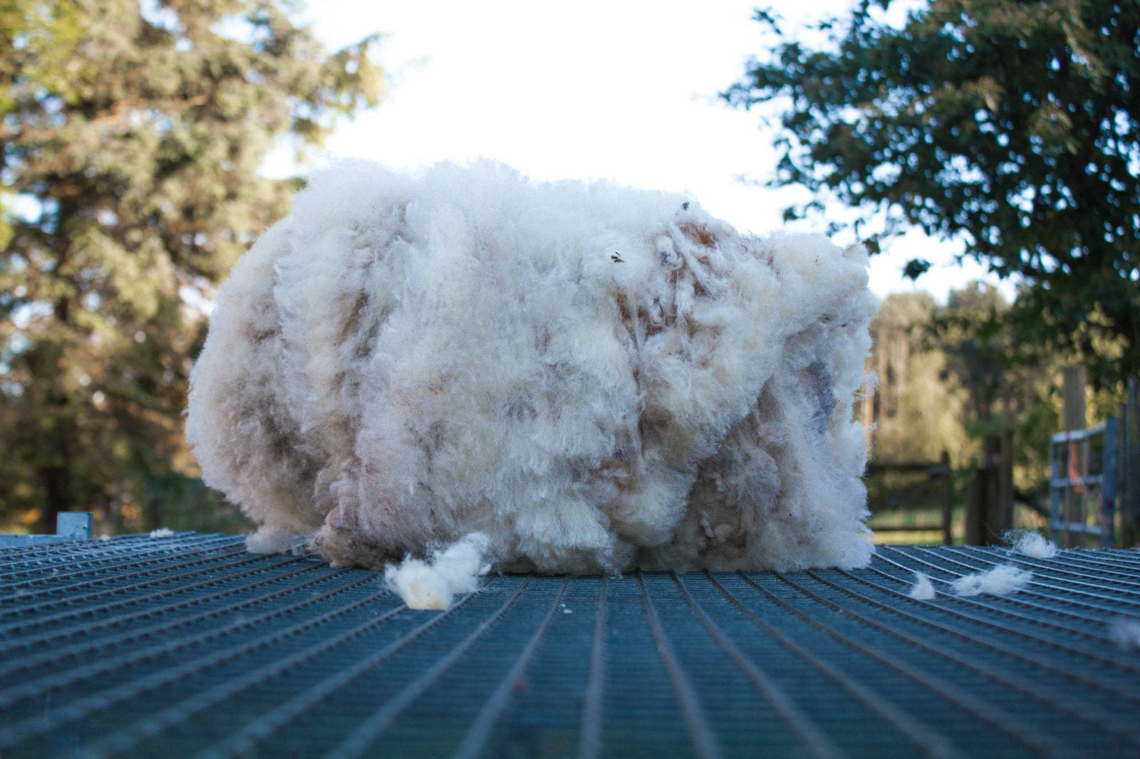 Shearing 2022: Grading The Clip