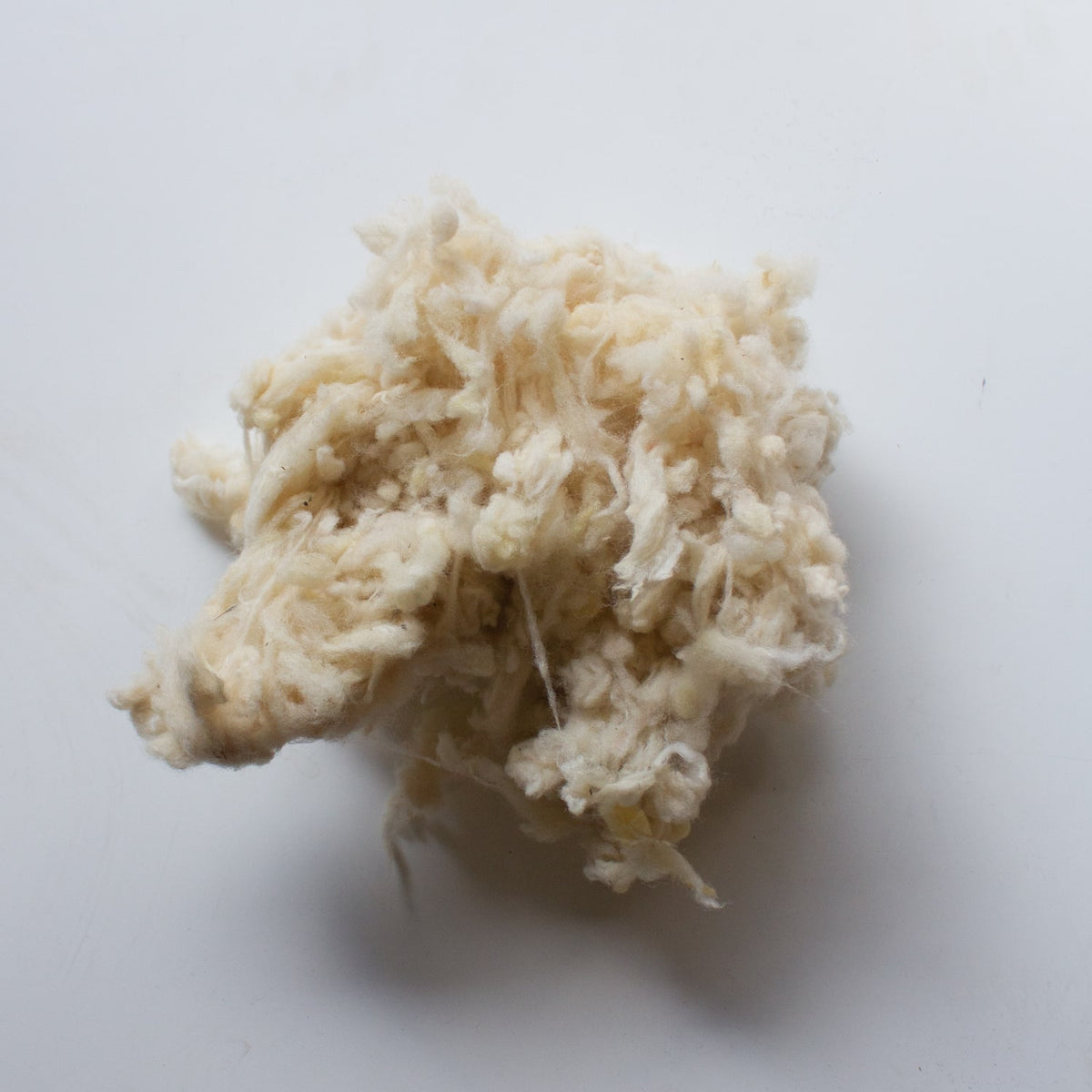 Organic Scoured Hampshire Down Wool