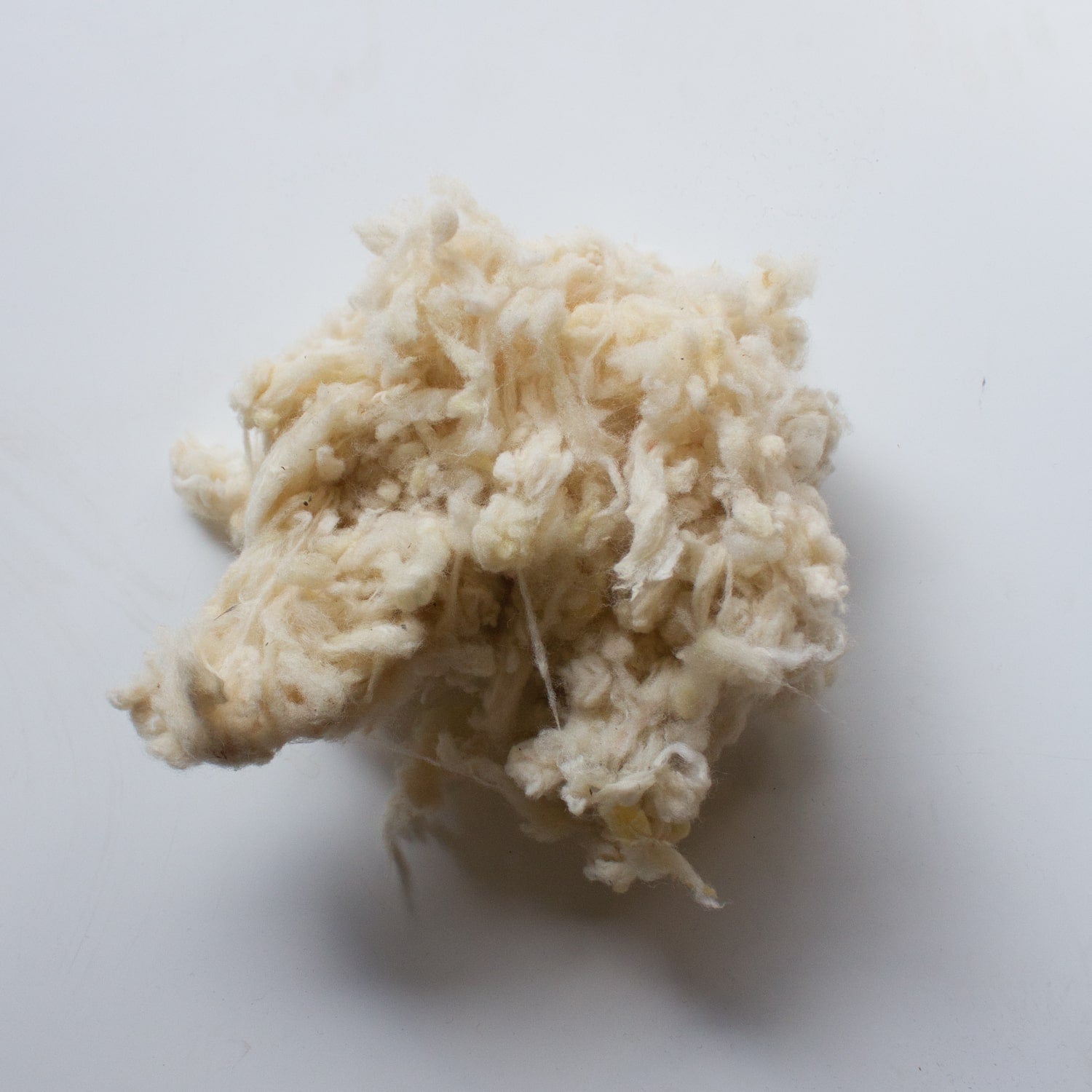 Organic Scoured Hampshire Down Wool