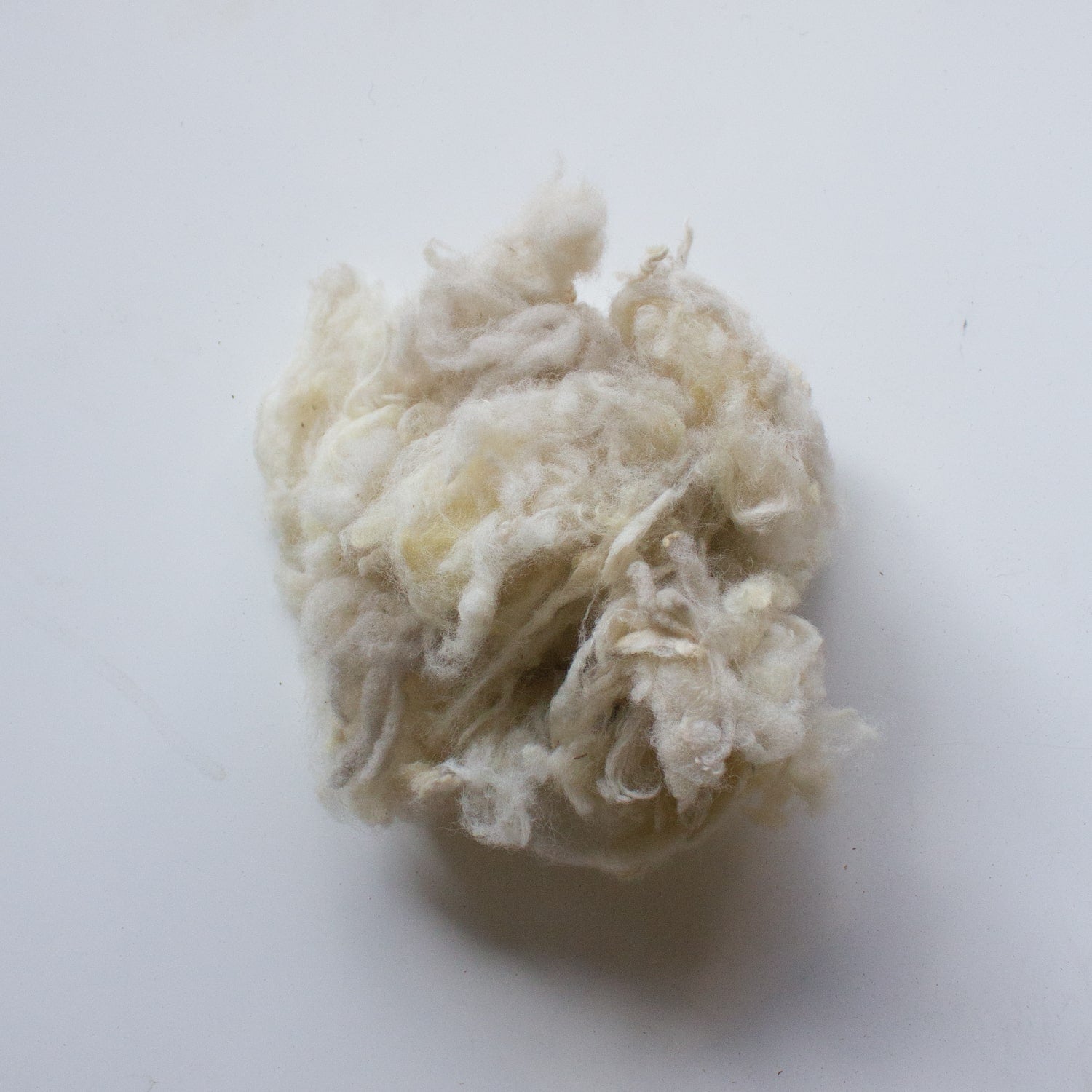 Organic Scoured Llanwenog Wool